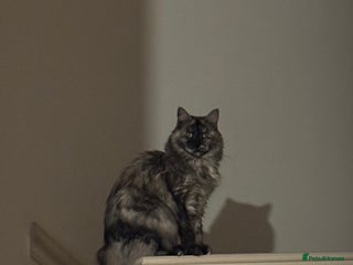 Maine Coon cats ⭐ Beautiful Maine Coon Kittens – Ready at 9 Weeks - Advert 2