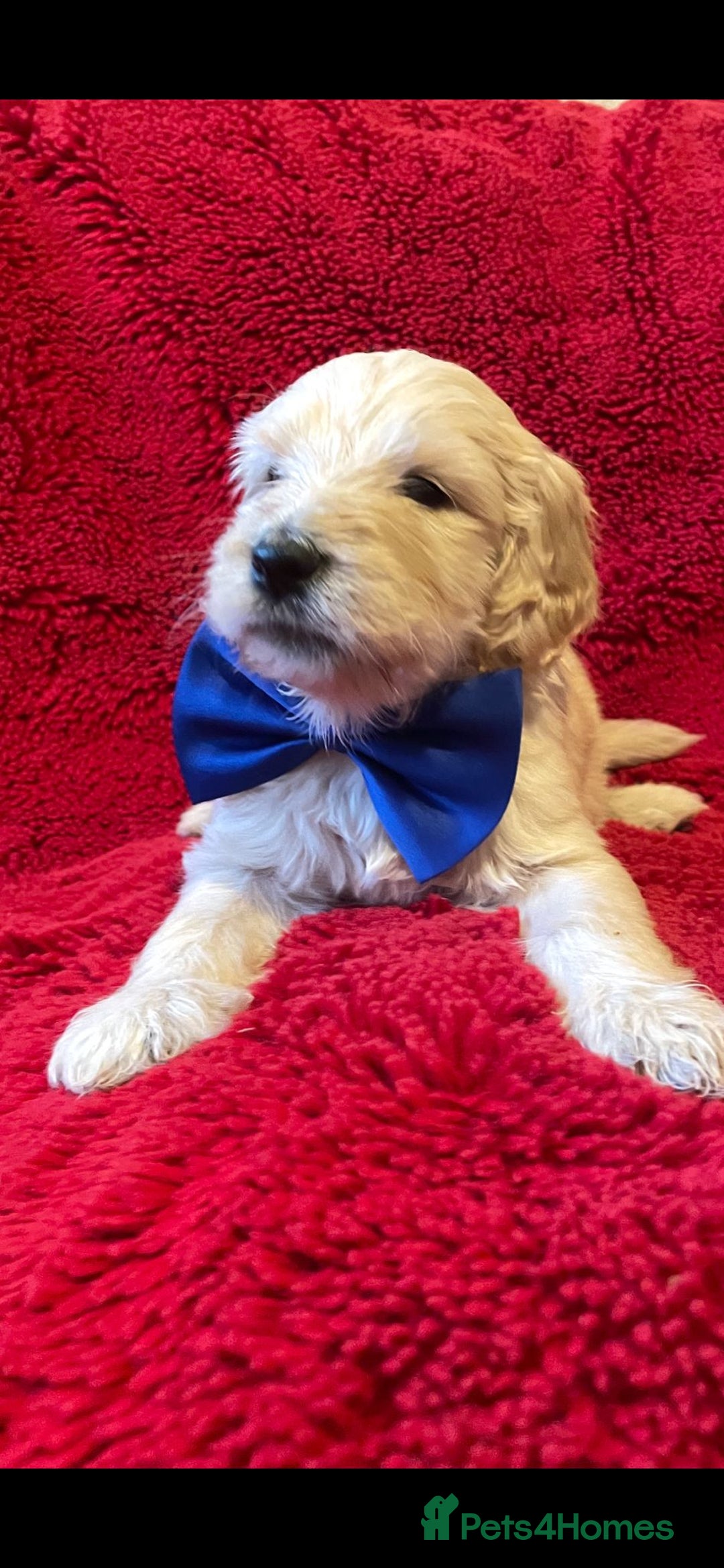 Double Doodle dogs for sale: Beautiful Double Doodles puppies  - Image 2