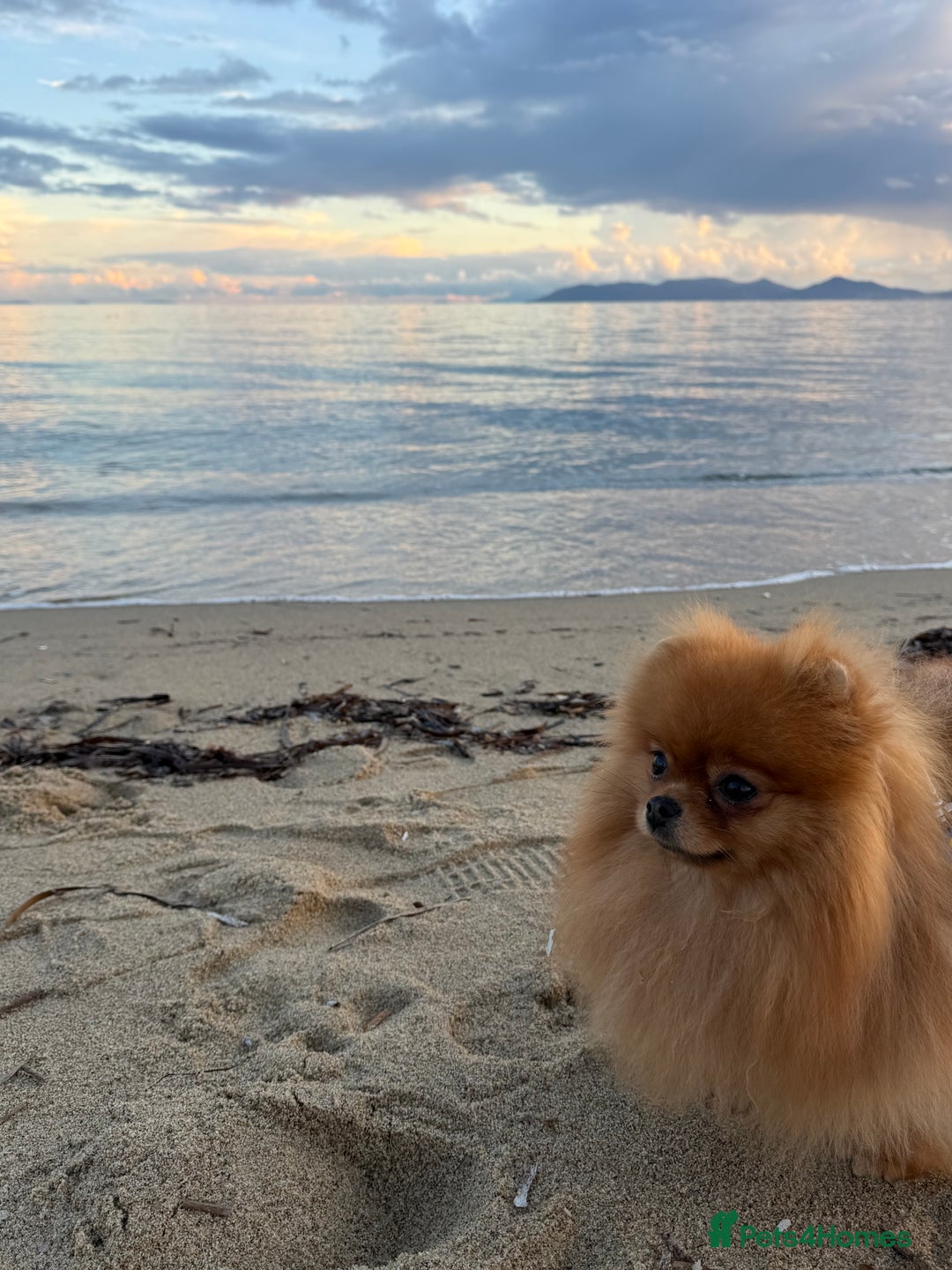Pomeranian dogs for sale:  **  Russian blood lines sable Pom for sale 😍 - Advert 4