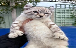 Savannah cats for sale: Breath taking wild looking girl  - Image 19