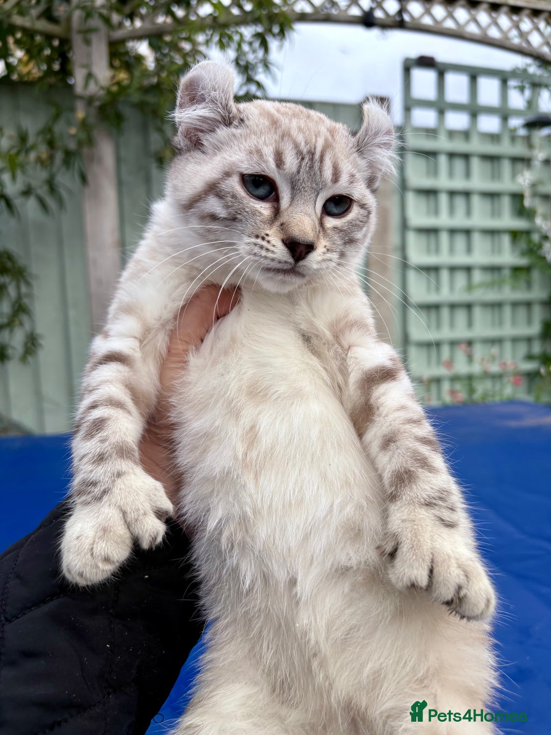 Savannah cats for sale: Breath taking wild looking girl  - Image 19