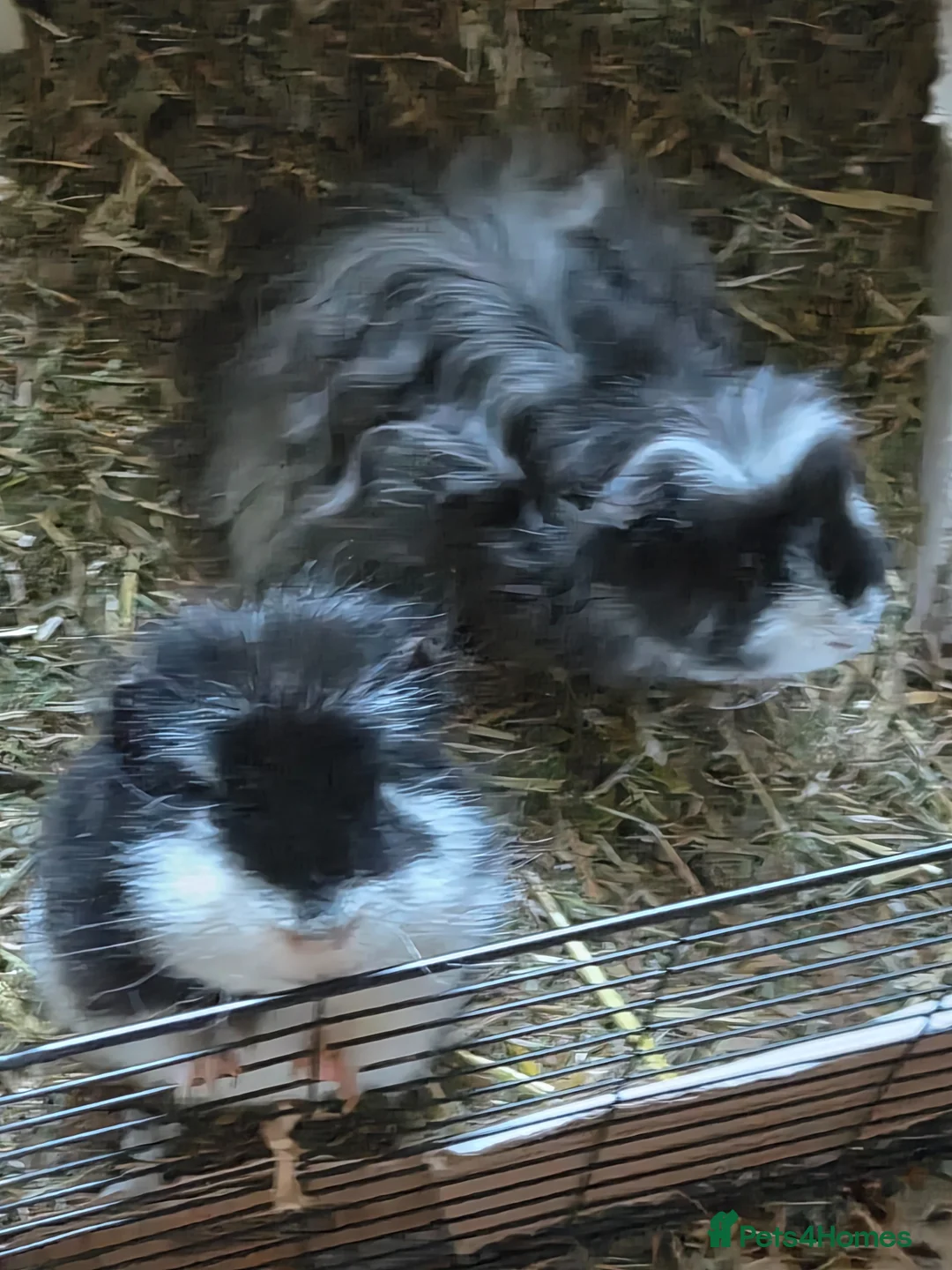 Guinea Pig rodents for sale: 2 pairs male guinea pigs  to good home  - Advert 1