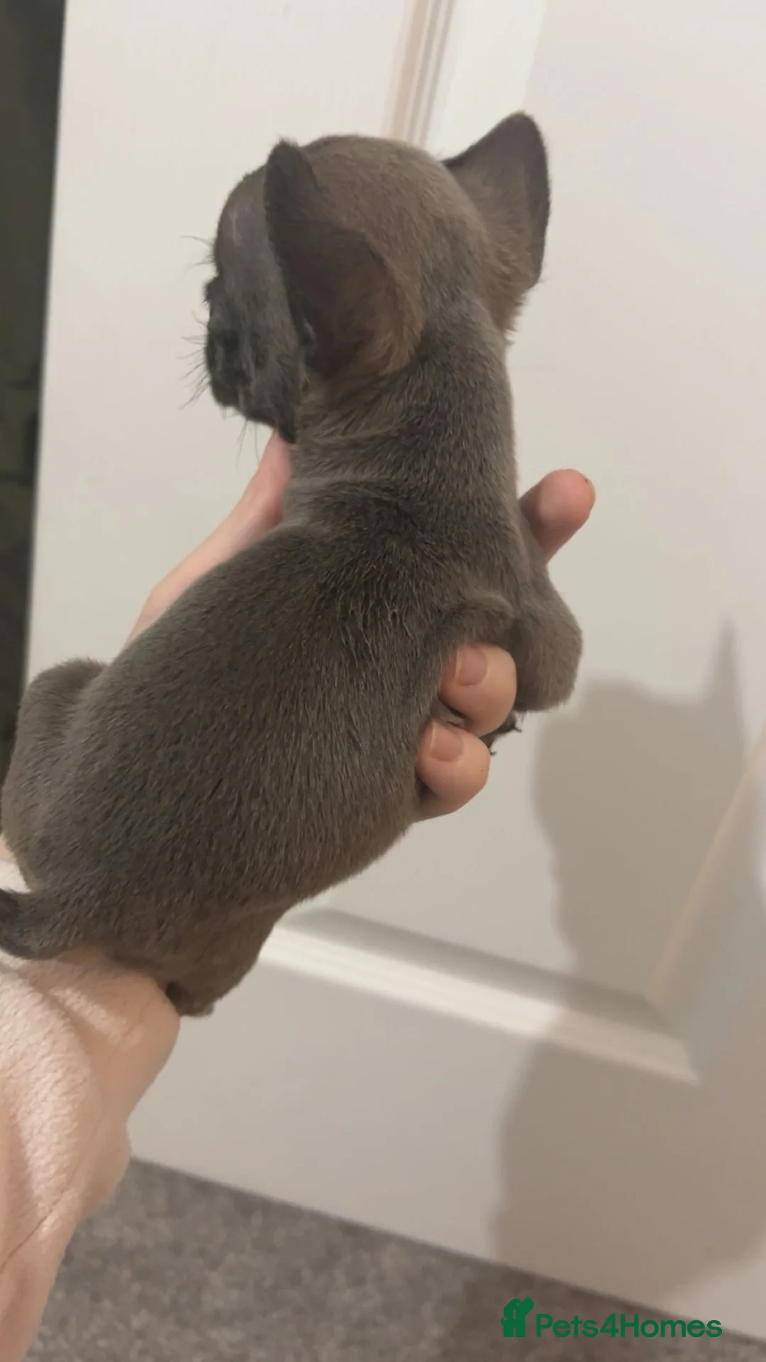 French Bulldog dogs for sale: FLUFFY PINK ISABELLA BLUE TAN KC REGISTERED  - Advert 18