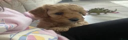 Cavapoo dogs for sale: BEAUTIFUL TOY CAVAPOO PUPPIES £995  in Letchworth Garden City - Advert 3