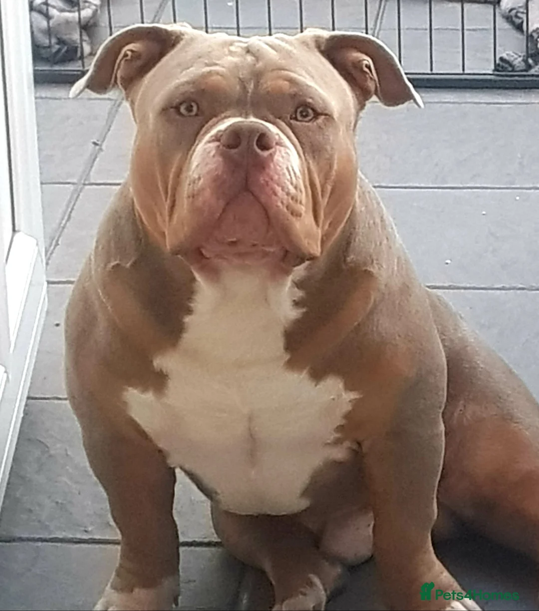 American Bully dogs for stud: American Pocket Bully PROVEN ! in Dartford - Advert 18