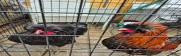 Chickens poultry for sale: 2 polish bantam Roosters  - Advert 1