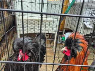 Chickens poultry 2 polish bantam Roosters - Advert 1