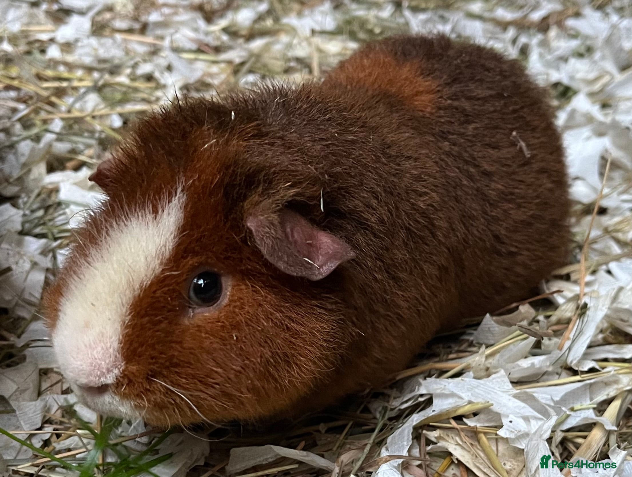 Guinea Pig rodents Teddy and Swiss boars - Advert 1