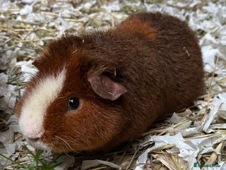 Guinea Pig rodents Teddy and Swiss boars - Advert 1