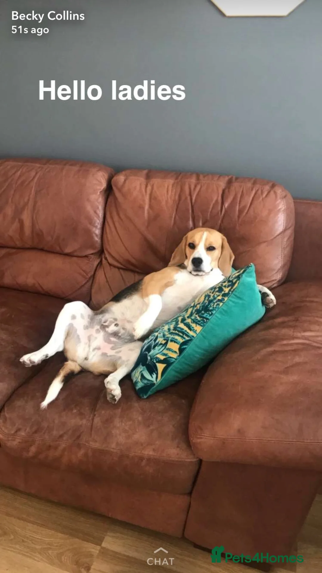 Beagle dogs for sale: ARCHIE THE BEAGLE - REHOME  in Cheltenham - Advert 12