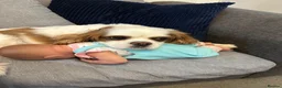 Cavalier King Charles Spaniel dogs for sale: Toby is looking for his forever home!  in Birmingham - Advert 5
