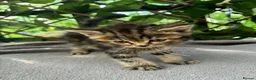 British Shorthair cats for sale:  britishshort x kittens - Advert 15