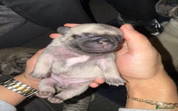 Pug dogs for sale: Pug Puppies for sale  - Image 10