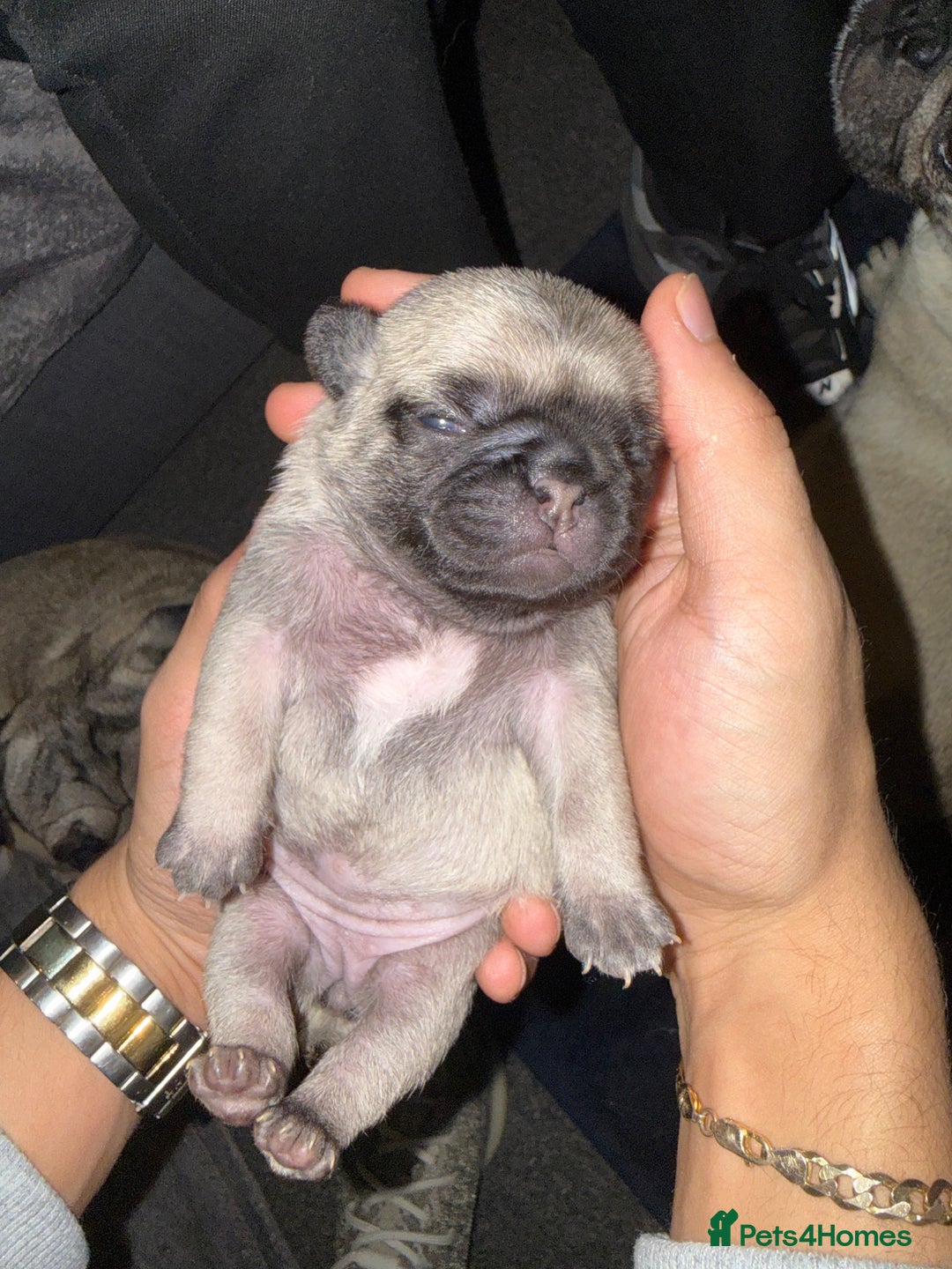 Pug dogs for sale: Pug Puppies for sale  - Image 10