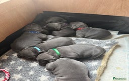 Staffordshire Bull Terrier dogs for sale: Staffordshire Bull Terrier Puppy purple  - Beautiful KC reg Blue Staffordshire bullterriers  - Image 30