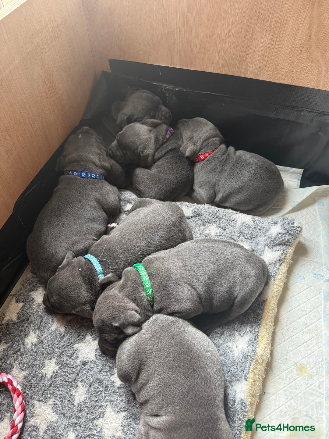 Staffordshire Bull Terrier dogs for sale: Staffordshire Bull Terrier Puppy purple  - Beautiful KC reg Blue Staffordshire bullterriers  - Image 30