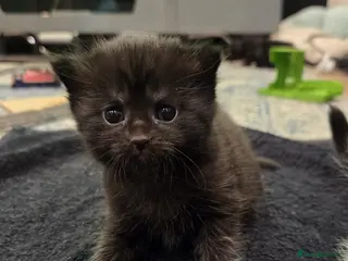 Mixed Breed cats 4 Female kittens - Advert 11