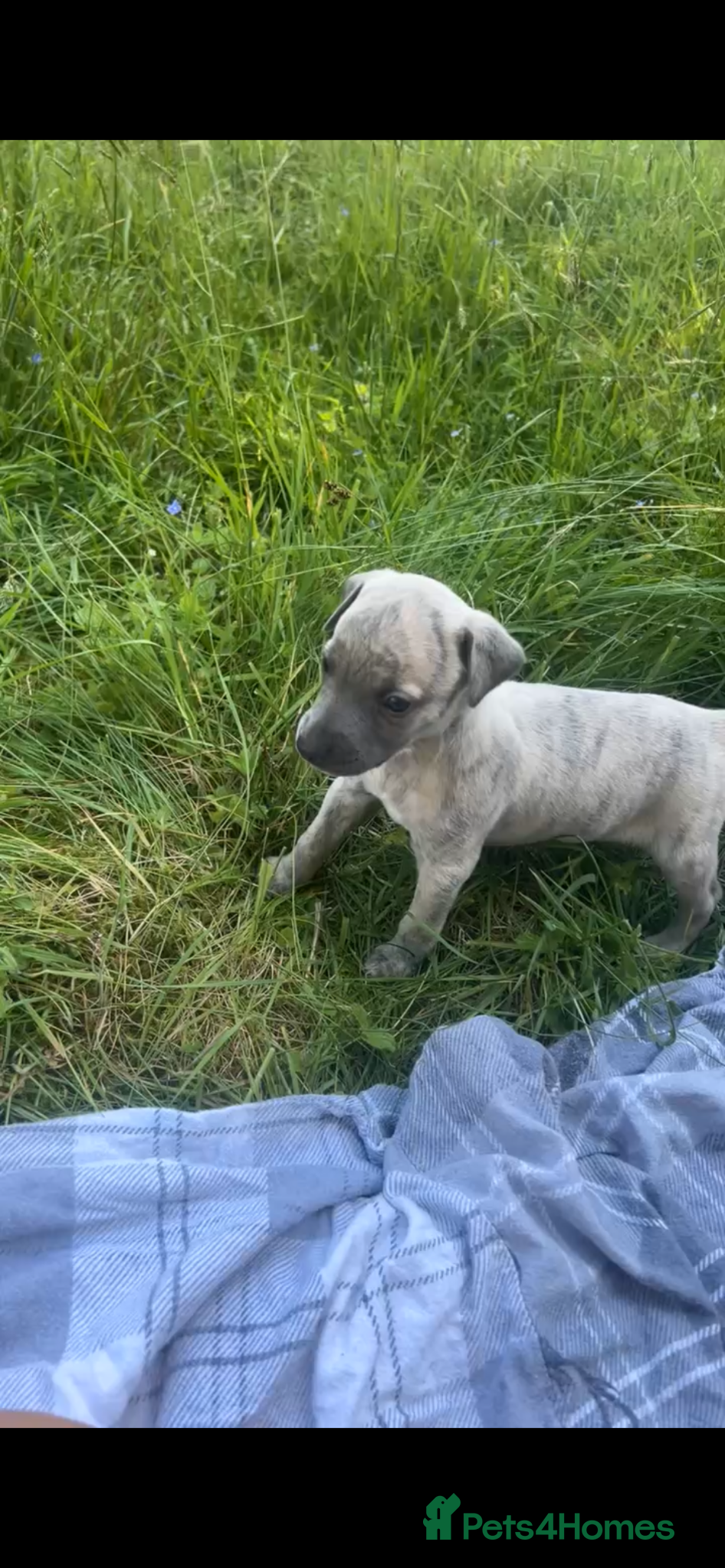 Whippet dogs for sale: Whippet puppies - Advert 9