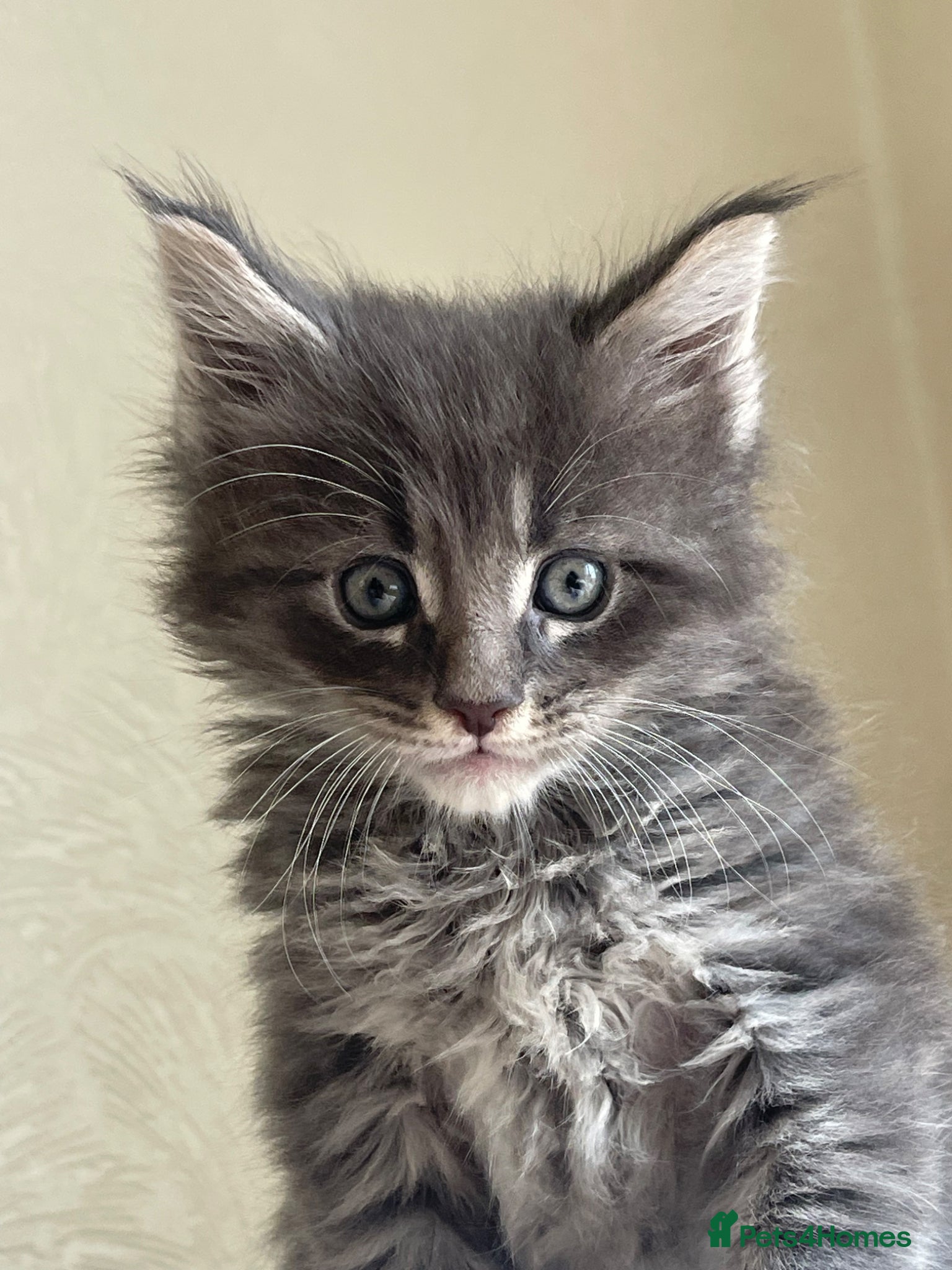 Maine Coon cats Maine Coon boy  - Advert 1