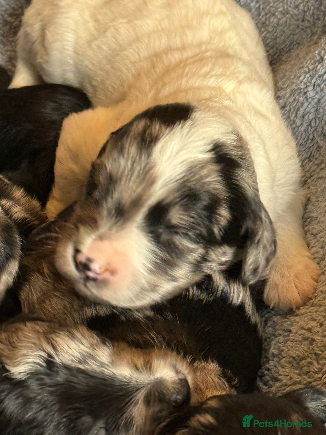 Sproodle dogs for sale: Merle F1 Sproodles 5⭐️Licenced Breeder full DNA - Advert 20
