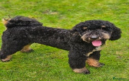 Miniature Poodle dogs for stud: KC Registered Miniature Poodle in Wrexham - Image 5