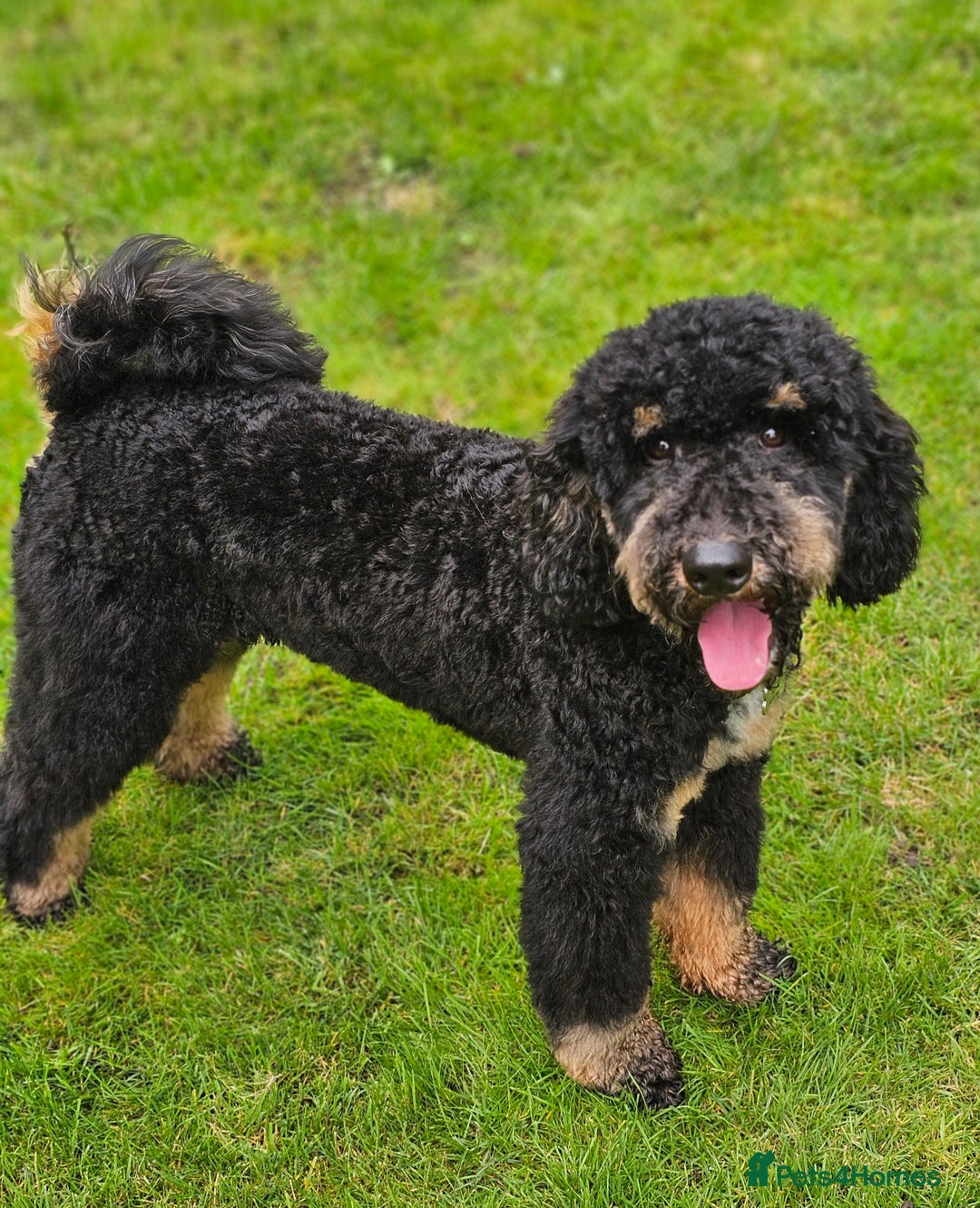 Miniature Poodle dogs for stud: KC Registered Miniature Poodle in Wrexham - Image 5