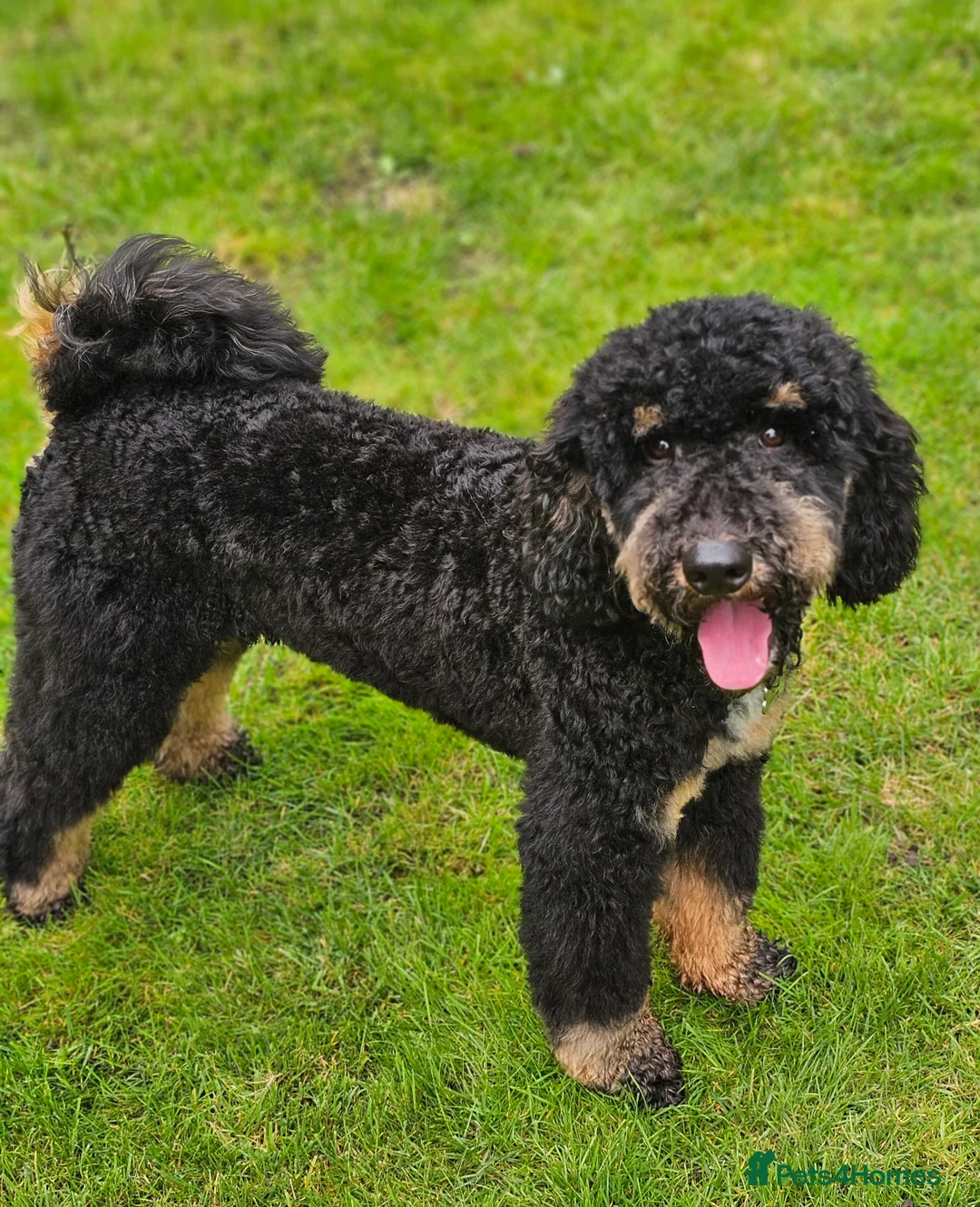 Miniature Poodle dogs for stud: KC Registered Miniature Poodle in Wrexham - Advert 5