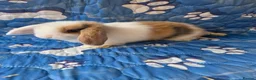 Mini Lop rabbits for sale: Stunning baby mini lops  - Advert 23