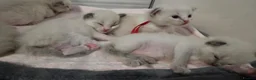 Ragdoll cats for sale: Ragdoll Kittens - Advert 4