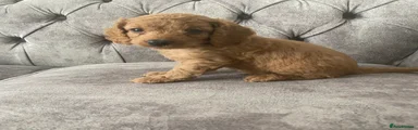 Toy Poodle 6