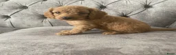 Toy Poodle dogs for sale: Beautiful Toy Poodle Puppies for Sale  in Liverpool - Advert 7