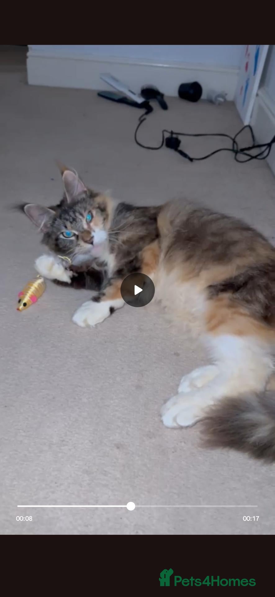 Maine Coon cats Maincoon kittens 7 weeks ❤️❤️ - Advert 1