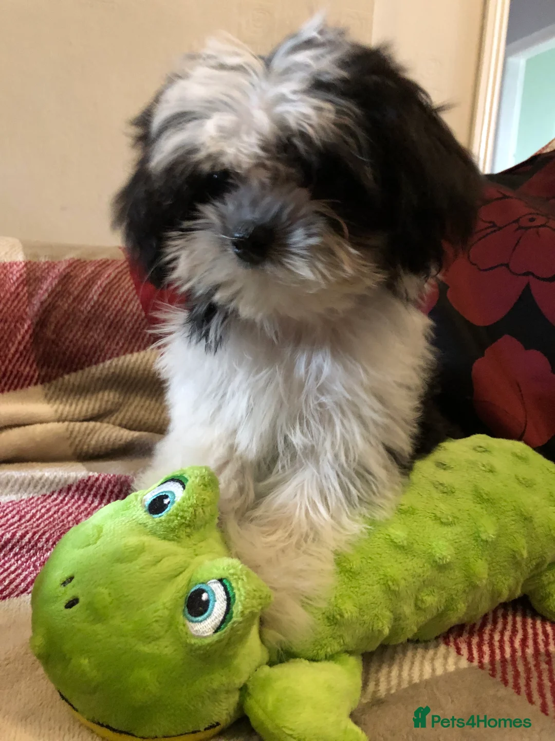 Malshi dogs for sale: shihtzu x maltese puppies for sale - Advert 1