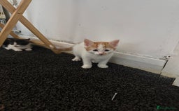 Mixed Breed cats for sale: 2 female kittens  - Image 4