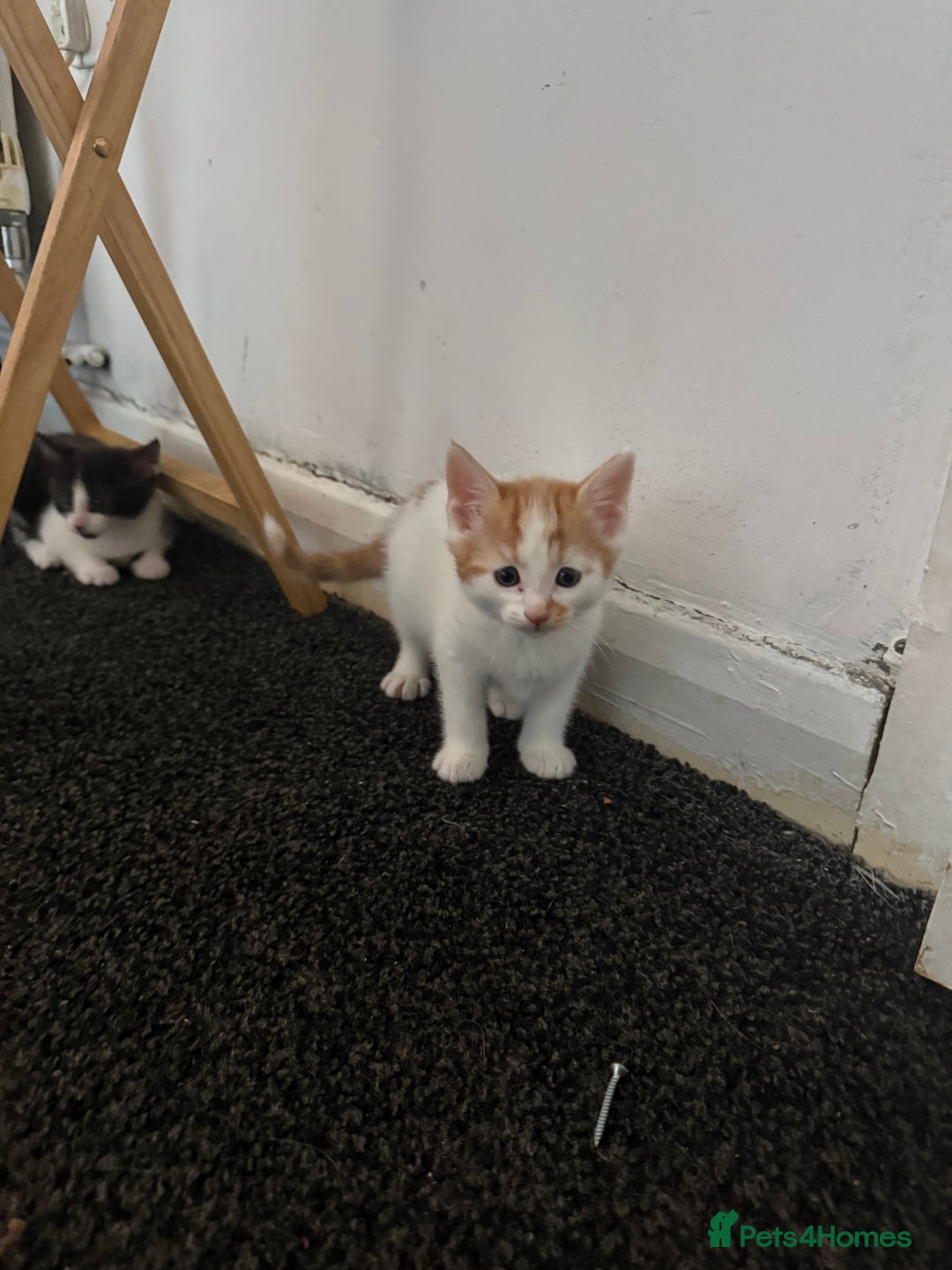 Mixed Breed cats for sale: 2 female kittens  - Image 4