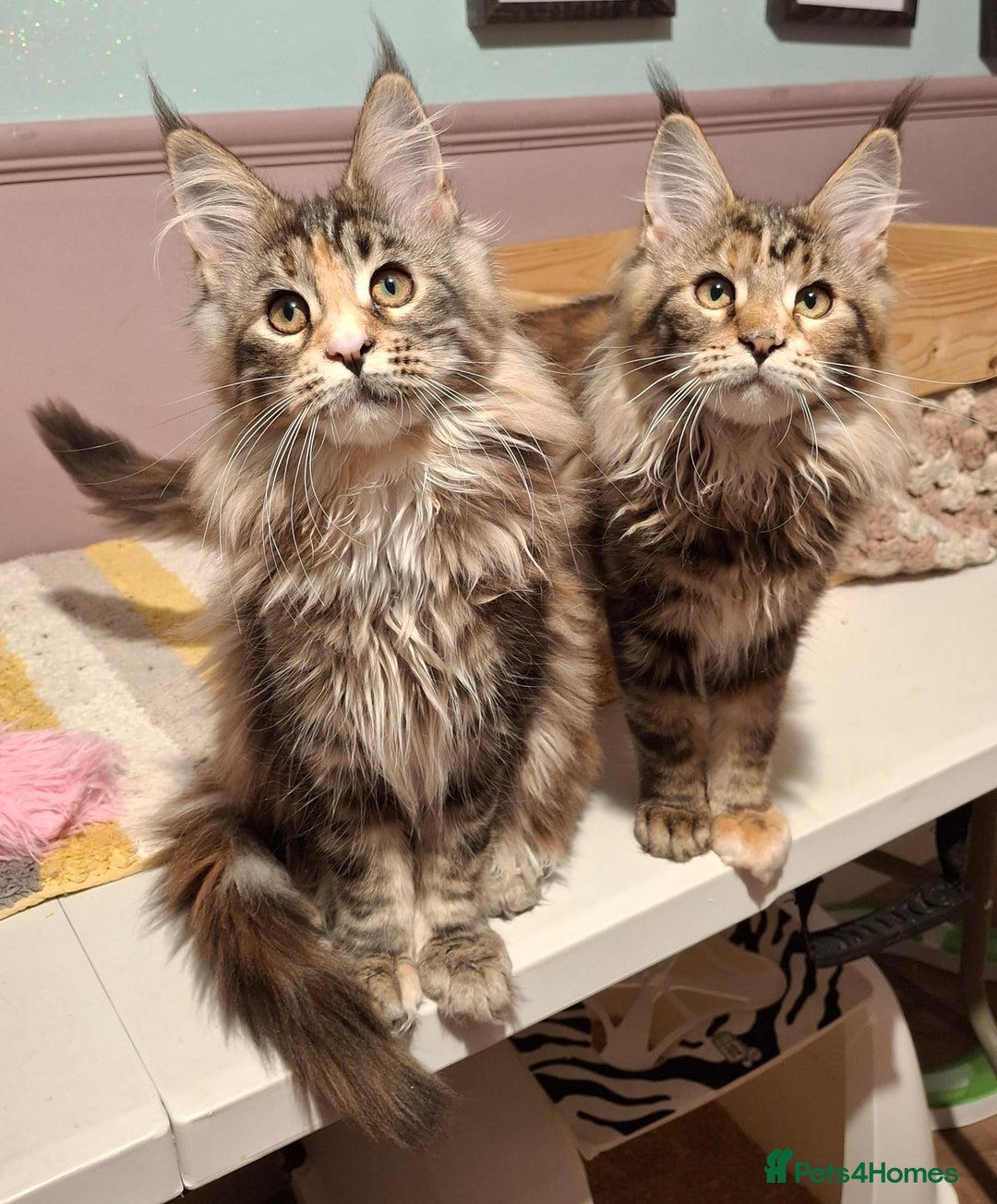 Maine Coon cats for sale: Beautiful torbie Maine Coon girls - Advert 10