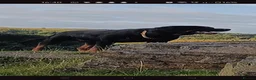 Rottweiler dogs for sale: Exceptional huge Rottweiler pups - Advert 7