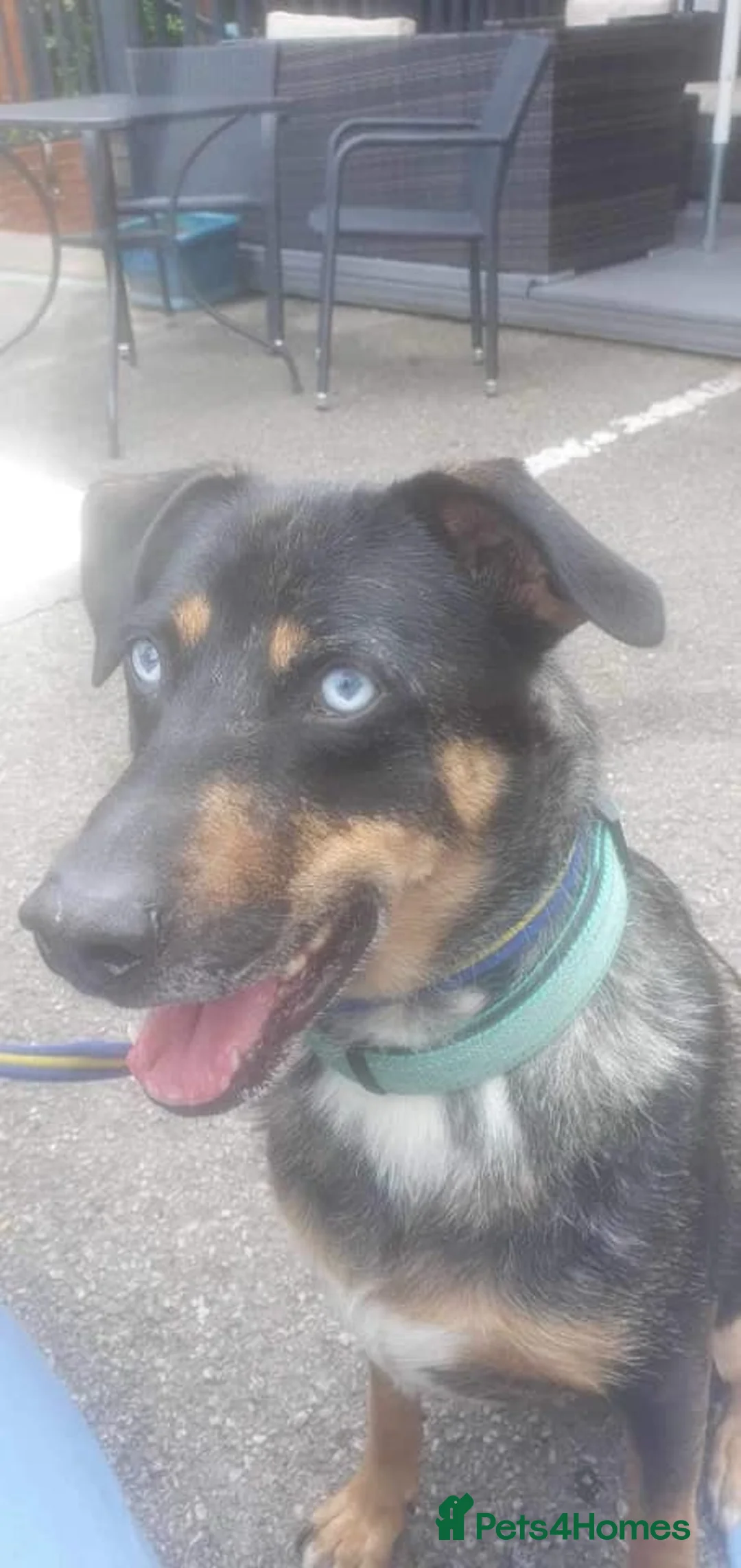 Mixed Breed dogs for adoption: Jack - Norwich Norfolk  in Norwich - Advert 14