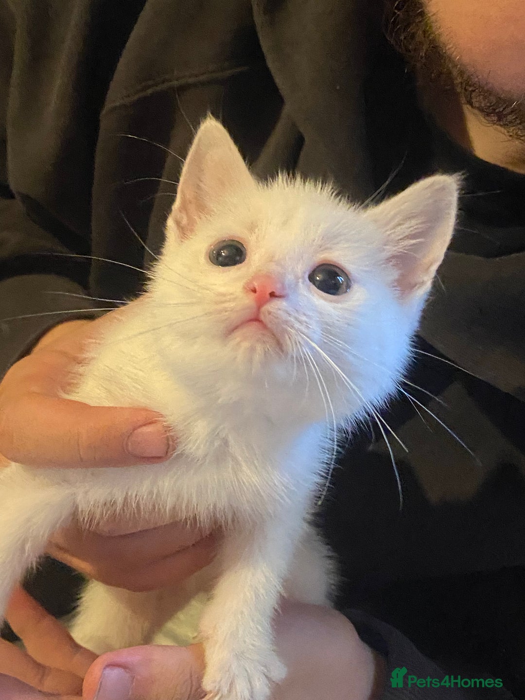 Bombay cats for sale: Kittens  - Image 7