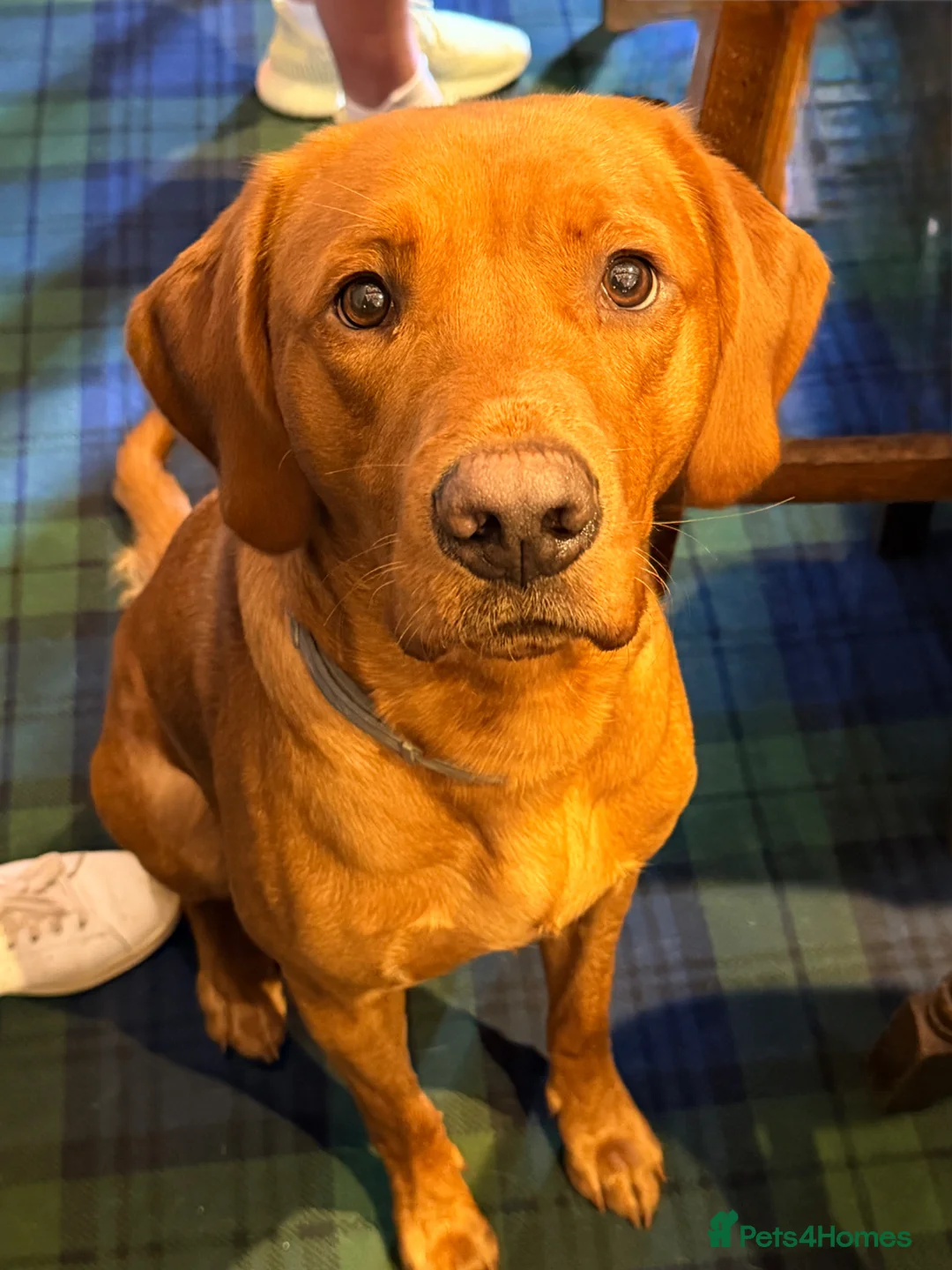 Labrador Retriever dogs for sale: Working Yellow Labrador Retriever Pups - Advert 4
