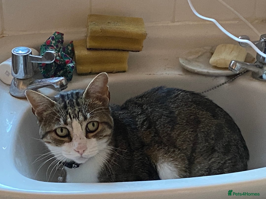 Mixed Breed cats for sale: Seamus - very sweet loving 4 year old cat - Image 2