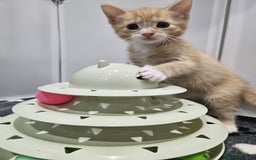 Mixed Breed cats for sale: Lovely kittens for sale  - Image 2