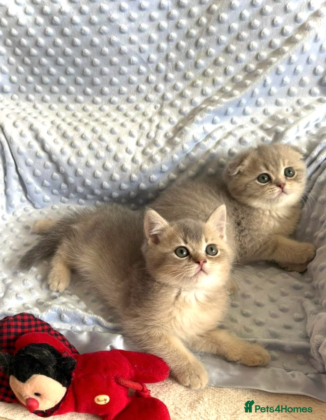 Scottish Fold cats for sale: Luxury Scottish folded NY12 ready to going.  - Advert 2