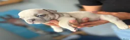 French Bulldog dogs for sale: French Bulldog Puppies – Ready 11th July  in Rossendale - Advert 22