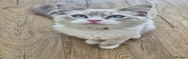 Ragdoll 1