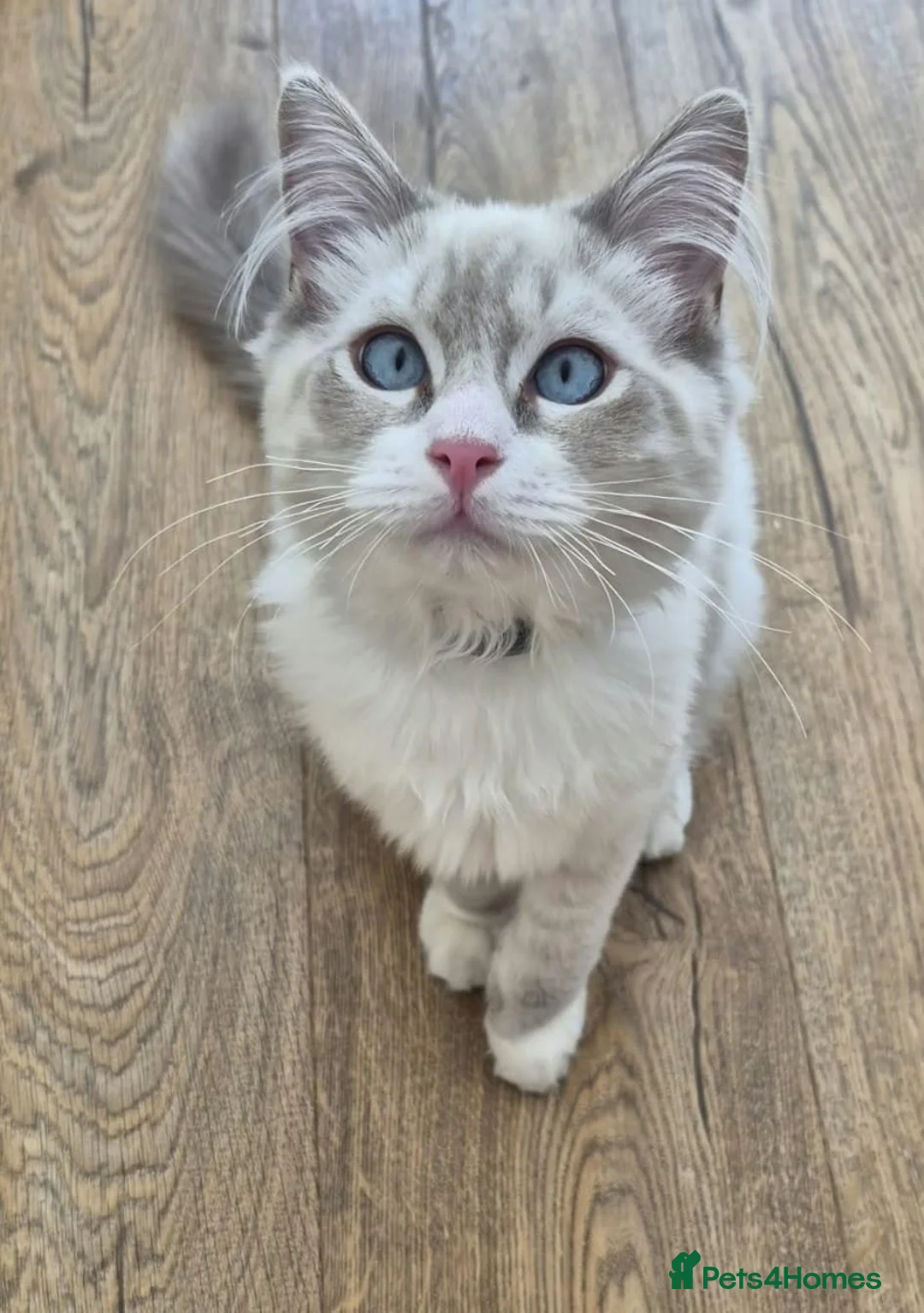 Ragdoll cats for sale: Beautiful 7‑Month‑Old Male Ragdoll - Advert 5