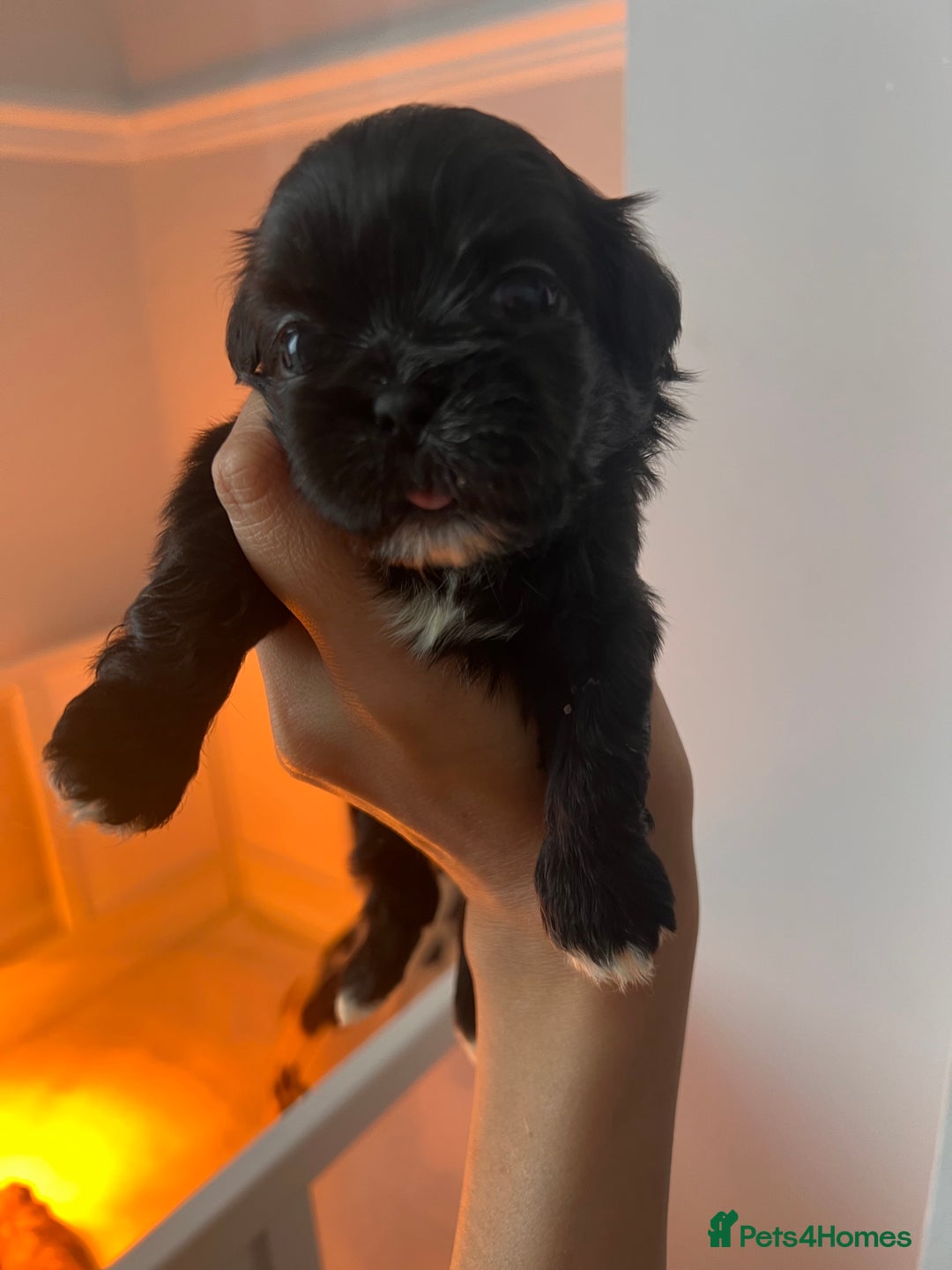 Shih Tzu dogs for sale: Shihtzu puppies - Image 6