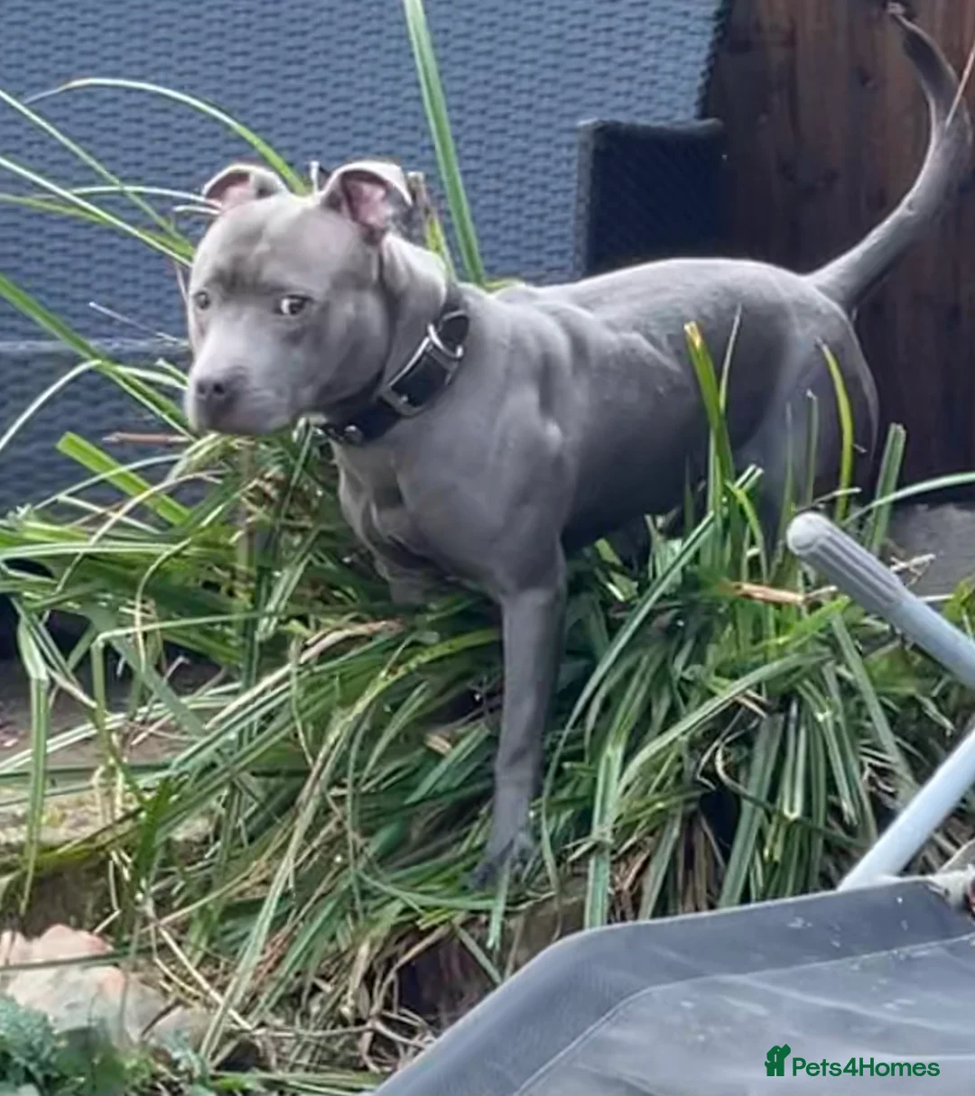 Staffordshire Bull Terrier dogs for stud: Blue Siras Blue Staffordshire bull terrier stud  in Stroud - Advert 9