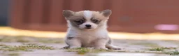 Welsh Corgi Pembroke dogs for sale: Show quality Pembrokeshire corgi READY NOW!!! - Advert 31