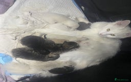 Mixed Breed cats for sale: Last little girl wanting forever home - Advert 13